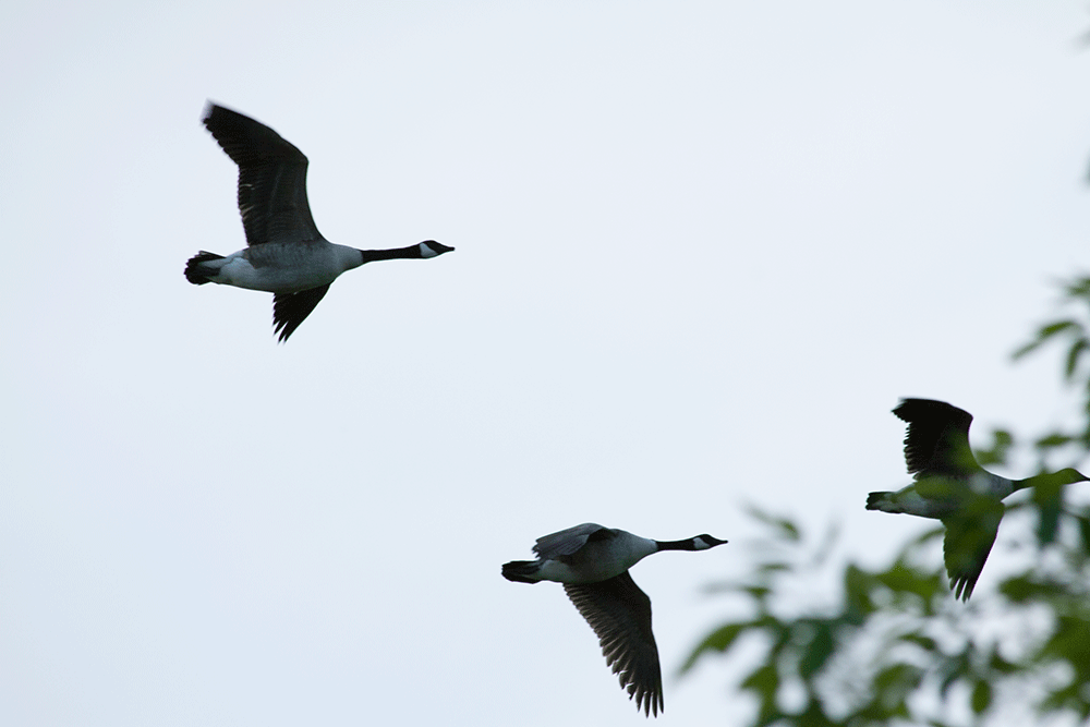 geese-flying-2