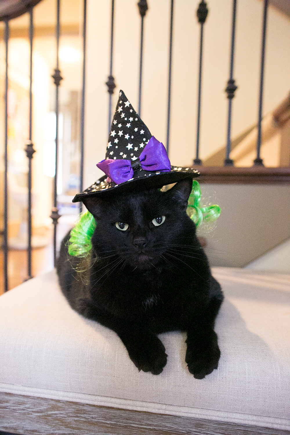 halloween toys for cats