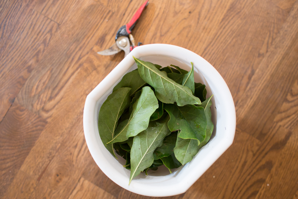 Collection of magnolia leafs for magnolia wreath DIY