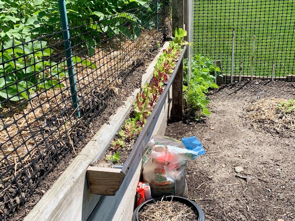 How to Make Gutter Garden for Lettuce