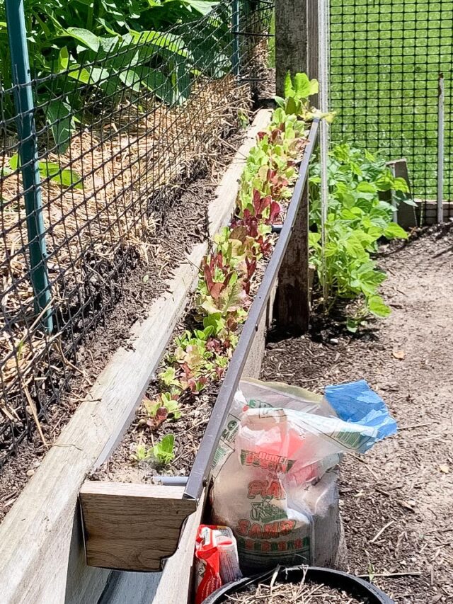 DIY Rain Gutter Garden Must Know Tips and Tricks Before Making One