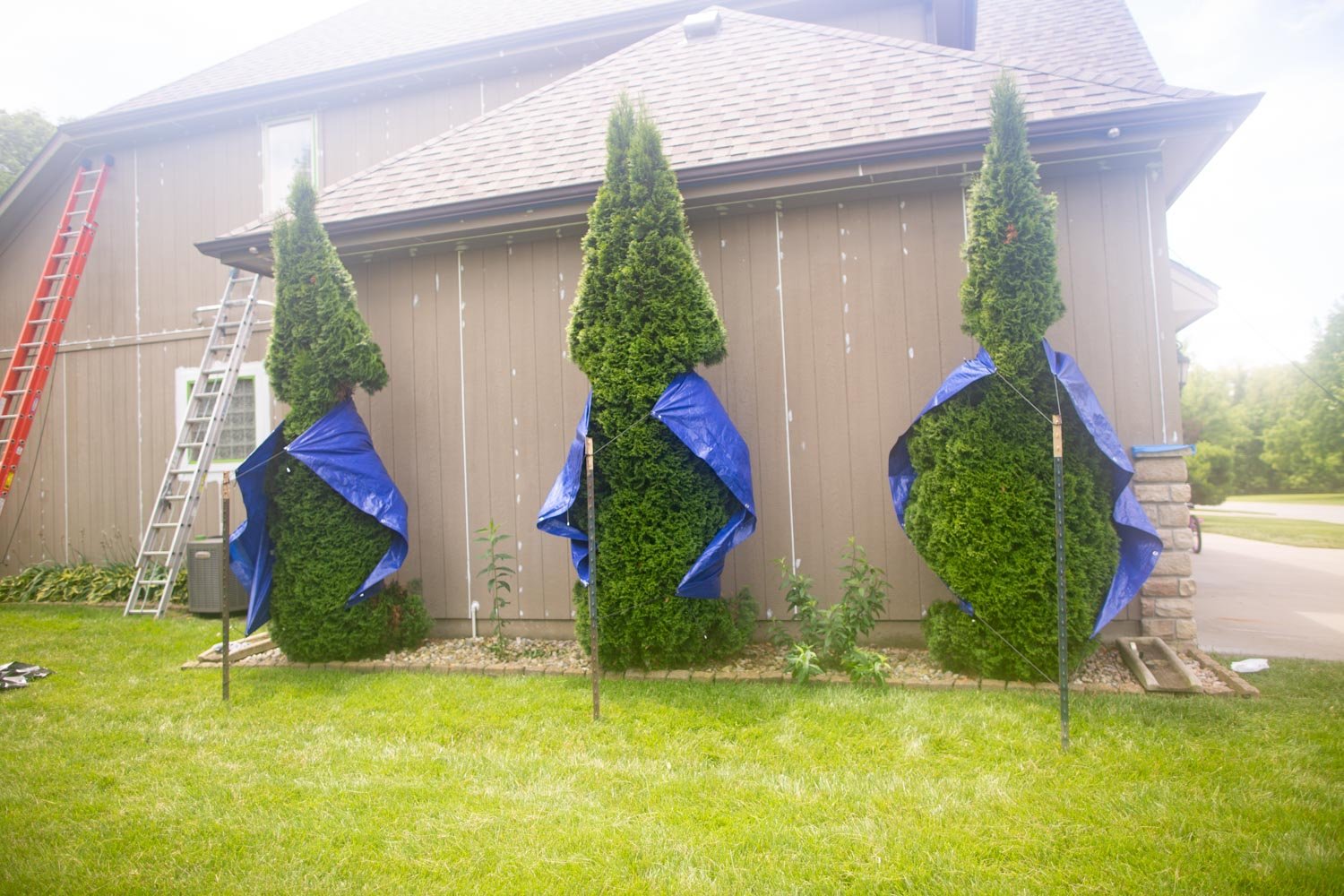 How to Paint Around Bushes and Shrubs