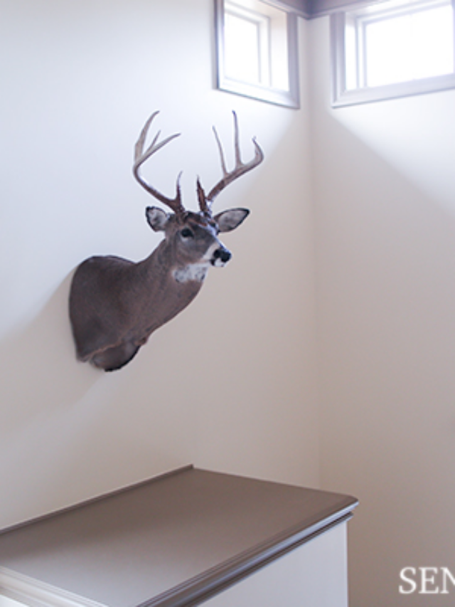 Decorating Ideas for Deer Mounts Home DIY, Design, and Organization